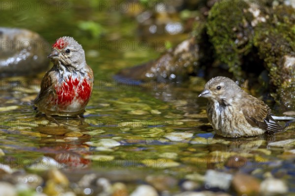 Common Linnet (Linaria cannabina) pair bathing in little stream, Mecklenburg-Western Pomerania,