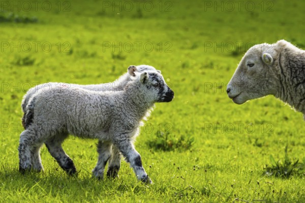 Sheep and farm in Lake District National Park, Coniston Water, Cumbria, England, United Kingdom