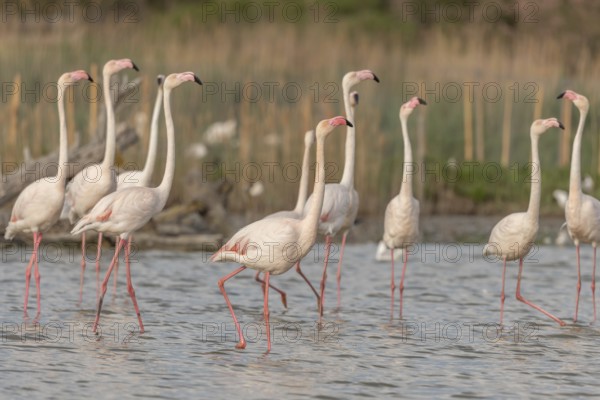 A group of flamingos in full courtship display in a wetland habitat on a clear day. The scene