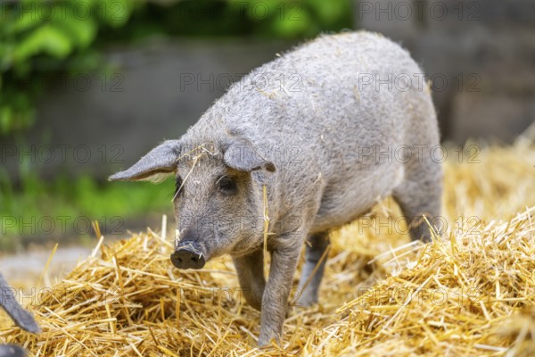 Mangalica domestic pig in the straw, Germany