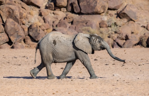 Juvenile African elephant (Loxodonta africana), desert elephant, near the Ugab River, Damaraland,