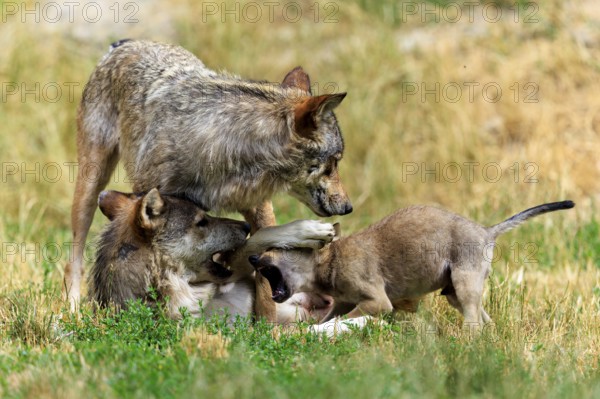 Family group of wolves playing and showing affection in a natural environment, Timberwolf, wolf,