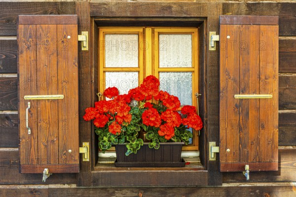 Window with wooden shutters decorated with geraniums (Pelargonium), historic village centre,