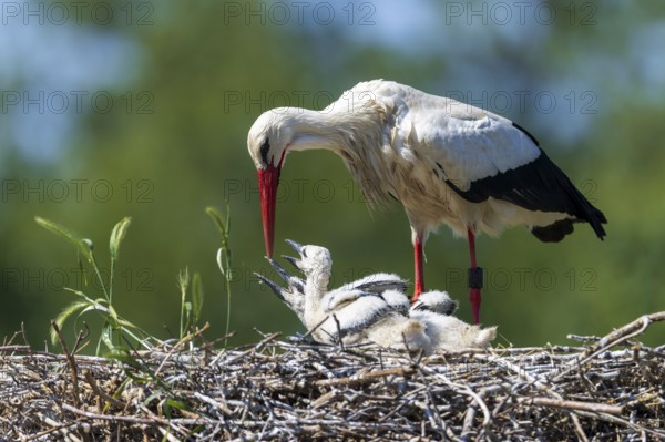 Stork feeding its chicks in the nest in front of a green, blurred background, White Stork (Ciconia