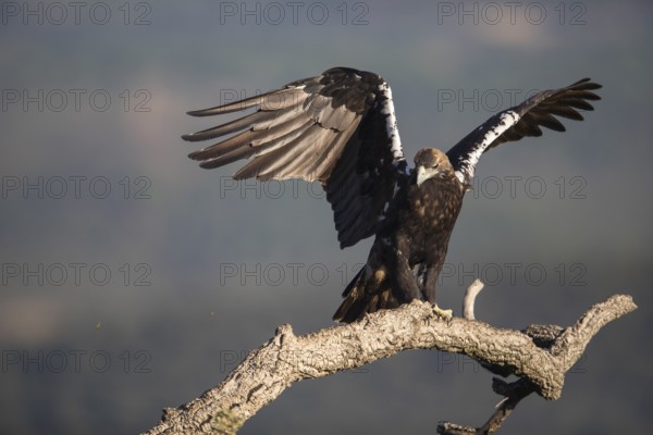 Iberian Eagle (Aquila adalberti), Spanish imperial eagle, Extremadura, Castilla La Mancha, Spain