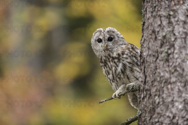 In front of colourful autumn leaves... Tawny owl (Strix aluco), medium-sized native, widespread,