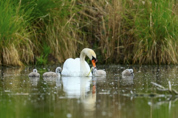 A swan with chicks in the water of a pond, surrounded by grass, Mute Swan, (cygnus olor), wildlife,