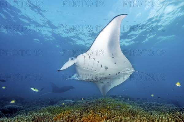 Underwater photo of giant ray manta (Manta alfredi) reef manta popularly devil ray plankton eater