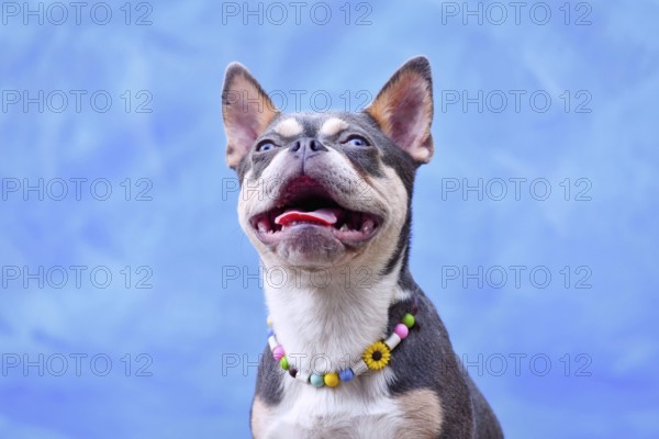 Lilac Orange Tan Maskless French Bulldog dog wearing EM ceramics anti-thick necklace in front of