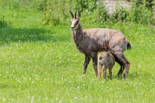 An adult female chamois (Rupicapra rupicapra) suckles her young on a sunny day in a green meadow..