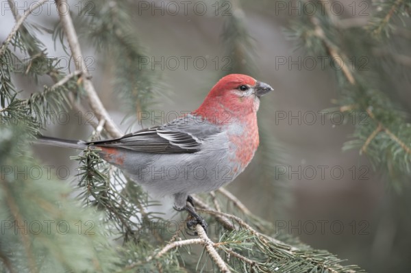 Pine Grosbeak (Pinicola enucleator) male perched on a branch, Wyoming, USA