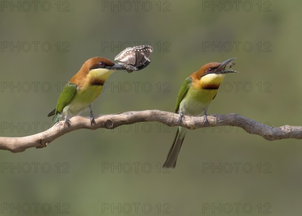 Chestnut-headed Bee-eater (Merops leschenaulti) perched on a branch, Penang, Malaysia