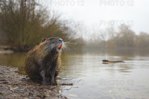 Nutria, Myocastor coypus Coypu, Myocastor coypus