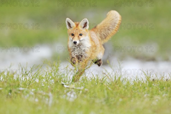 Red Fox jumping, Vulpes vulpes, wildlife scene from Europe. Orange fur coat animal in the nature