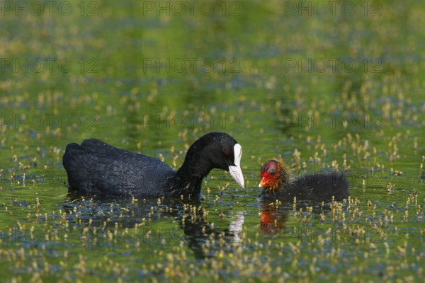 Eurasian Coot (Fulica atra) juvenile, North Rhine-Westphalia, Germany