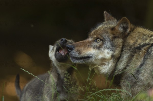 European Wolf (Canis lupus) young with mother, Lower Saxony, Germany