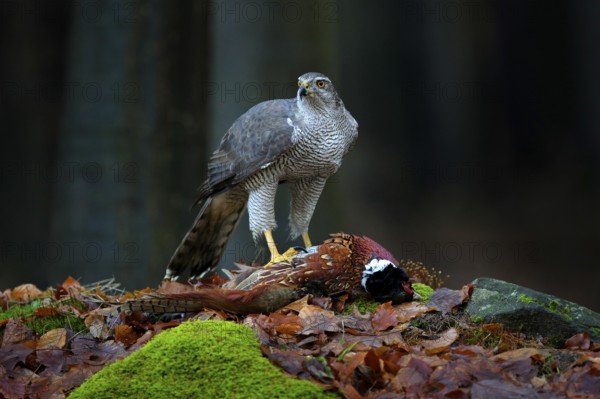Bird bahaviour, wildlife scene from nature. Goshawk with killed Common Pheasant on the moss in