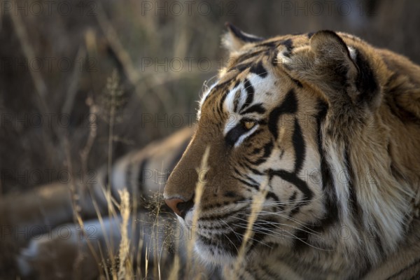 Bengal Tiger (Panthera tigris) adult portrait, captive, Philippolis, South Africa