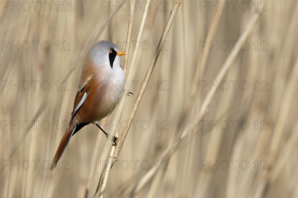 Bearded Reedling (Panurus biarmicus) male perched in reedbed, Mecklenburg-Western, Pomerania,