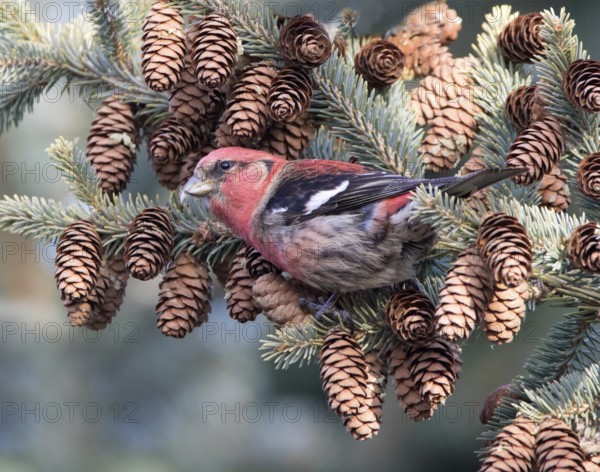 A male White-winged Crossbill, Loxia leucoptera, feeding on pine seeds in a spruce tree in