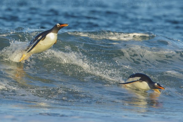 Gentoo Penguin (Pygoscelis papua) returning to land through the waves in the Falkland Islands