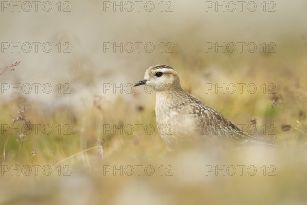 Eurasian Dotterel (Charadrius morinellus), Grisons, Switzerland