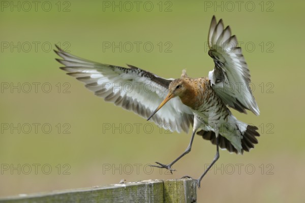 Uferschnepfe (Limosa limosa), Black-tailed Godwit, landender Altvogel auf Sitzwarte, Mai, Nijkerk,