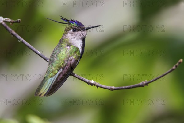 Plovercrest (Stephanoxis lalandi) perched on a branch in the Atlantic rainforest of southeast