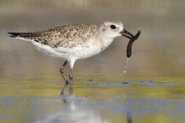 Grey Plover (Pluvialis squatarola), Florida, USA