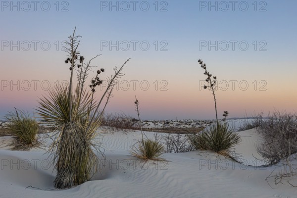 Gypsum dunefields at White Sands National Monument located within the Chihuahuan Desert and the