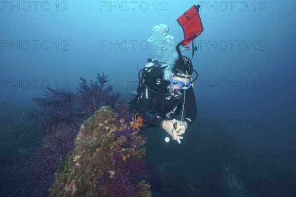 Diver sets the signal buoy in a blue underwater world next to red gorgonians in the Mediterranean