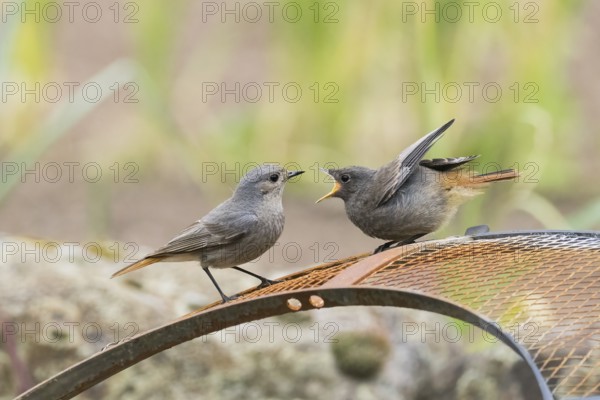 A female black redstart (Phoenicurus ochruros) and a young bird begging for food sitting in front