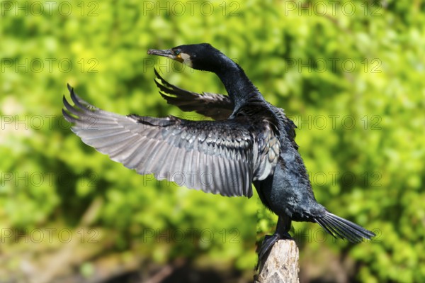 A cormorant with its wings wide open on a branch, surrounded by lively greenery, Cormorant,