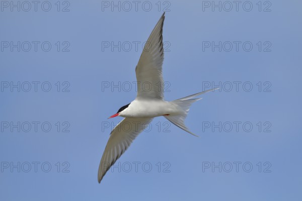 Arctic Arctic Tern (Sterna paradisaea), adult bird in flight, wildlife, nature photography,