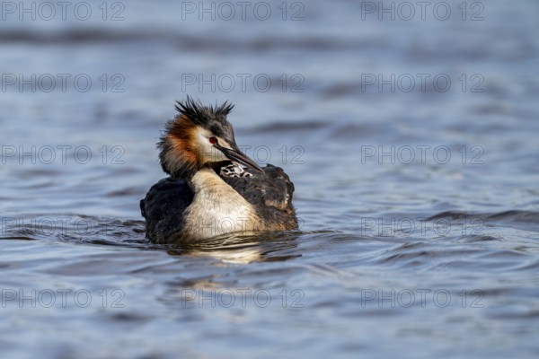 Great Crested Grebe (Podiceps scalloped ribbonfish), with chicks on its back, Vulkaneifel,
