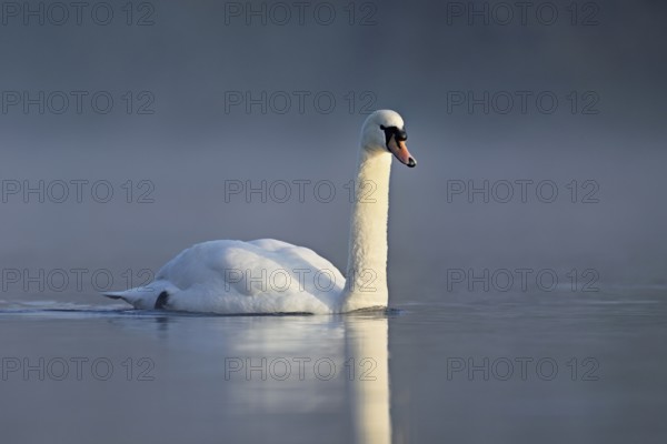 Mute swan (Cygnus olor), swimming in the morning light on the Flachsee, nature reserve, Reusstal,