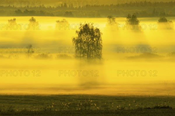Early morning fog over the moor, birch (Betula), birch family (Betulaceae), sunrise fog, Pfrungen,