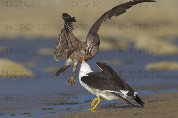 Pacific Gull (Larus pacificus), Victoria, Australia