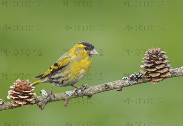 Carduelis spinus