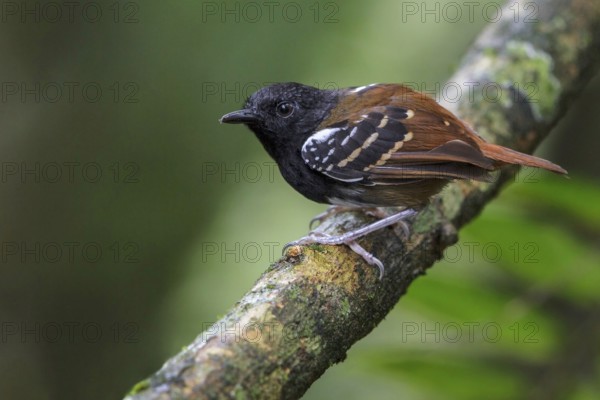 Southern Chestnut-tailed Antbird (Myrmeciza hemimelaena) perched on a branch in Manu National Park,