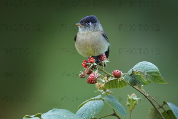 Black-capped flycatcher, Empidonax atriceps. Very small passerine bird in the tyrant flycatcher