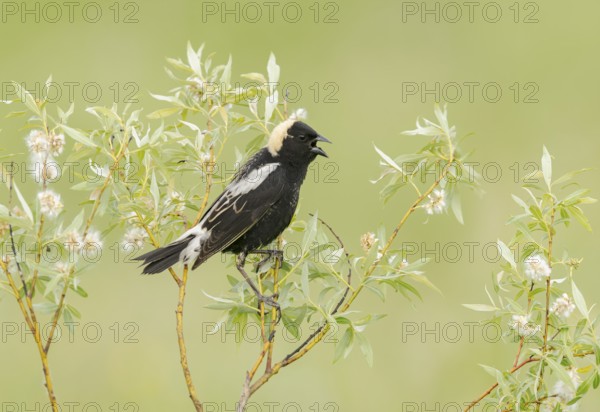 Bobolink (Dolichonyx oryzivorus) male singing, perched on a twig, Minnesota, USA
