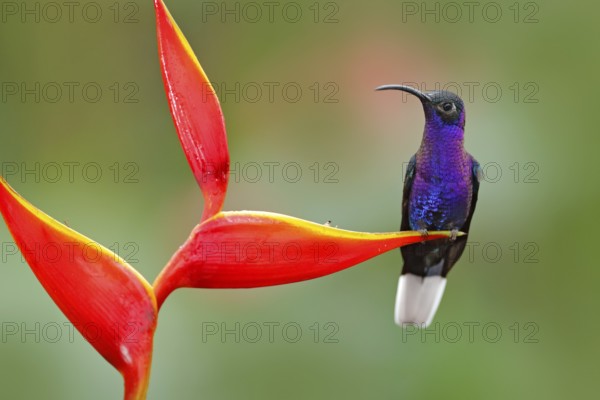 Tropic bird with red flower. Hummingbird, action wildlife scene from nature. Hummingbird from Costa