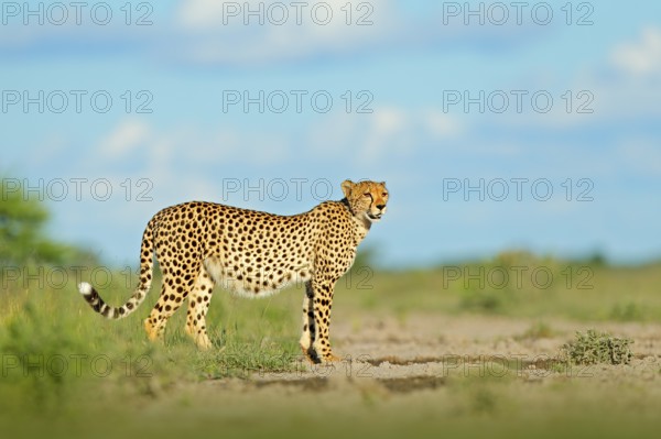 Cheetah in grass, blue sky with clouds. Spotted wild cat in nature habitat. Cheetah, Acinonyx