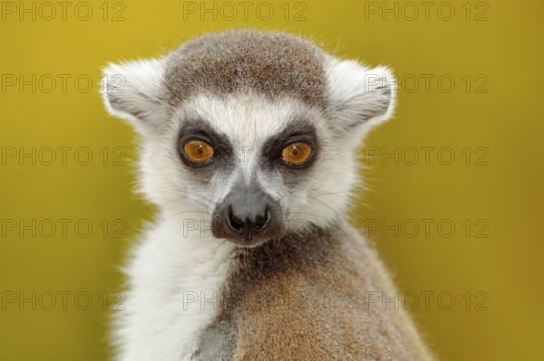 Detail portrait of cute monkey. Portrait of Ring-tailed Lemur, Lemur catta, with yellow clear