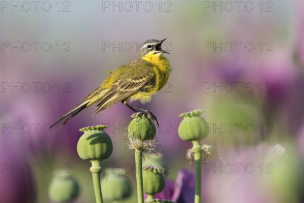 Western Yellow Wagtail (Motacilla flava) male perched on a poppy seed (Papaver somniferum) capsule,