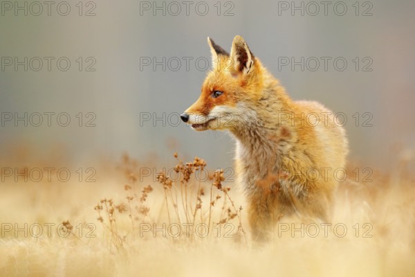 Red Fox hunting, Vulpes vulpes, wildlife scene from Europe. Orange fur coat animal in the nature