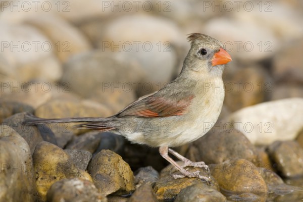 Northern Cardinal Cardinalis cardinalis Rio Grande City, Starr County, Texas, United States 27