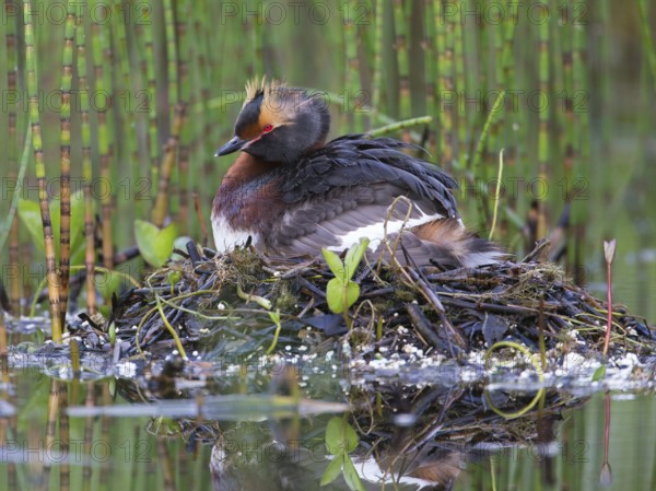 Horned Grebe (Podiceps auritus) on nest, Sweden