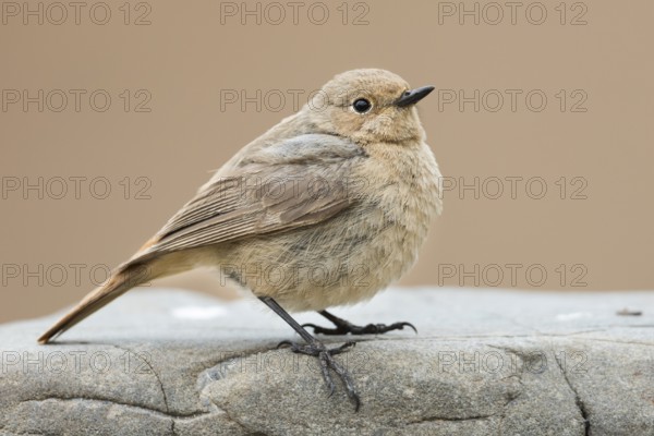 Black Redstart - Hausrotschwanz - Phoenicurus ochruros ssp. phoenicuroides, Kyrgyzstan, adult